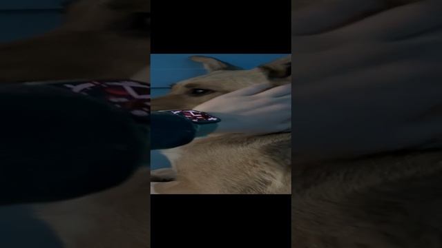 Ласточка 3