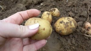 Парша на картофеле. Причины и решение