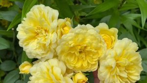 Роза Анни Дюпрей✨✨✨второгодка, плохо вышла из зимы, но все равно радует???