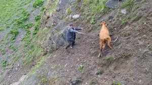 Перегон скота в село Кусур.