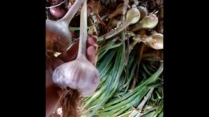 Уборка семейного лука???