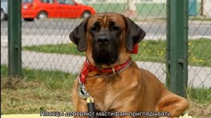 Тоса ину (японский мастиф): описание породы