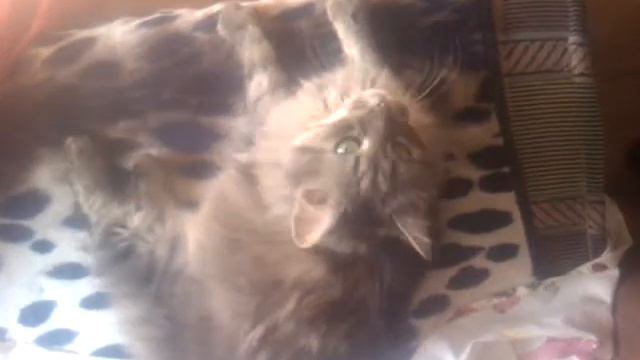 Кот Кирилл валяется на диване смотреть онлайн