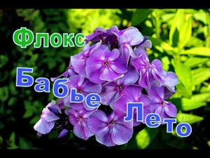 Флокс Бабье Лето