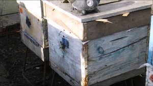 ошибки пчеловода при весенней работе с пчелами - подсадка матки , в семью где нет расплода