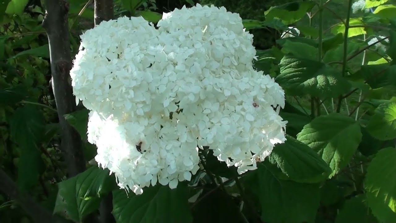 Жуки атакуют гортензию !!! После обработки все жуки сразу улетели !!! смотреть онлайн