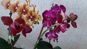 ‼️ОБРАБОТКА ОРХИДЕЙ ОТ ВРЕДИТЕЛЕЙ. 100% РЕЗУЛЬТАТ С ПЕРВОГО РАЗА‼️