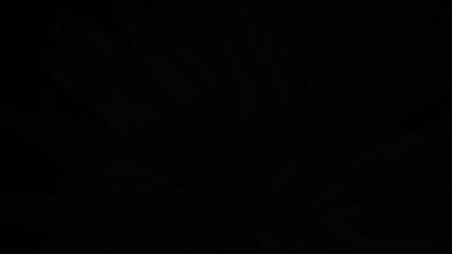 Цветение лилиЙ..mp4 смотреть онлайн