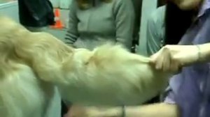 Стрижка хвоста золотистого ретривера. Уроки