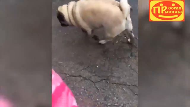 Прикольные Видео Короткие про Животных| Сборник Приколов С Животными | Приколы Дикие