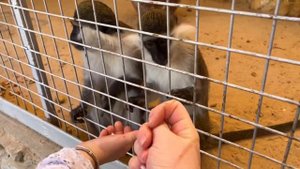 Египет. Зоопарк в Хургаде. Можно ли кормить животных едой из отеля. Страус прячет голову в песок?