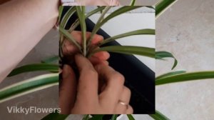 Хлорофитум. Как ухаживать? мой опыт ??