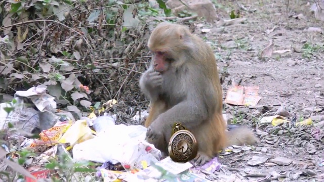 ПИЛИГРИМ смотреть онлайн