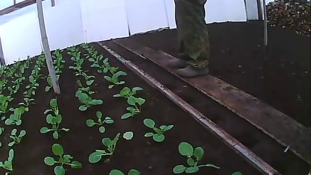 февраль высадка рассады капусты в теплицу смотреть онлайн