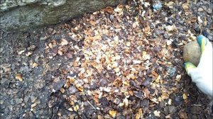 Как кормить кур без зерна и чем? Кормление кур. Ч. 1.