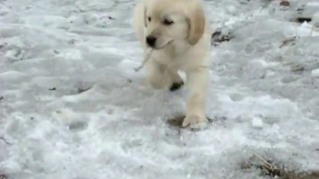 Золотистый ретривер лабрадор ретривер смотреть онлайн