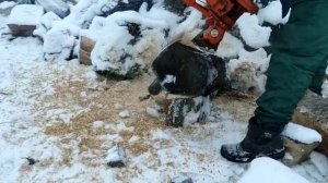 Советская пила Урал на 95 бензине работает по сухому вязу