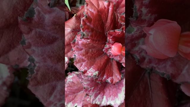 Begonia Rex Red Robins