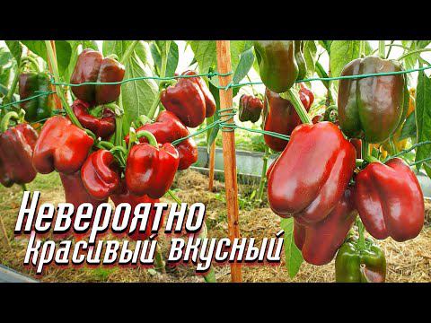 Самые неприхотливые мега урожайный сорта перца в мире! Сорта сладкого перца не требующие ухода.
