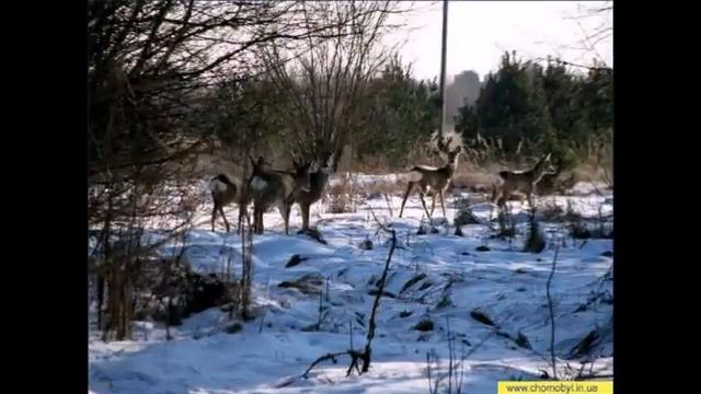 Чернобыльские животные смотреть онлайн