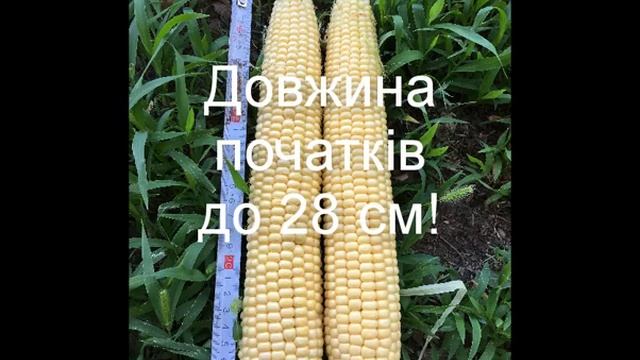 Кукуруза Мегатон F1 компании Антария смотреть онлайн