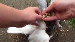 Ручное выкармливание голубят.