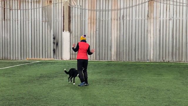 Как научить собаку командам Дрессировка собаки Танцы с собакой №44/1.Брина-13,5 месяцев смотреть онлайн