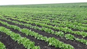 салат Одесский кучерявец 2021