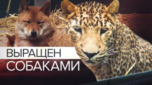 Нельзя разлучать: как живёт выращенный собаками леопард Мао
