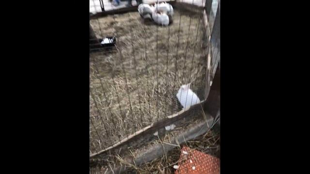 Геленджик. Сафари парк. 23-02-2020 смотреть онлайн