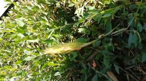 Холодное копчение колбасы в оболочке айцел.