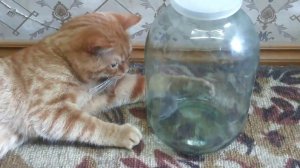 Как научить кота мышей ловить?