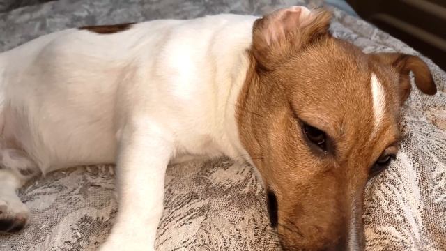 С РАСКРЫТЫМ УХОМ ЛУЧШЕ СЛЫШУ......................... смотреть онлайн