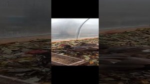 Все об индоутках.
Покупка дома для зимовки(поликарбонатная теплица).