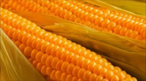 Выращивание кукурузы как бизнес