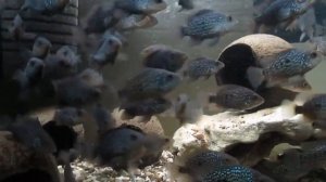 Бриллиантовая цихлазома