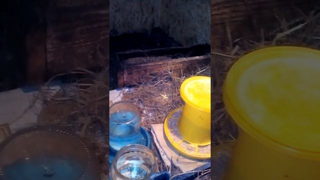 Как ухаживать за суточными цыплятами смотреть онлайн