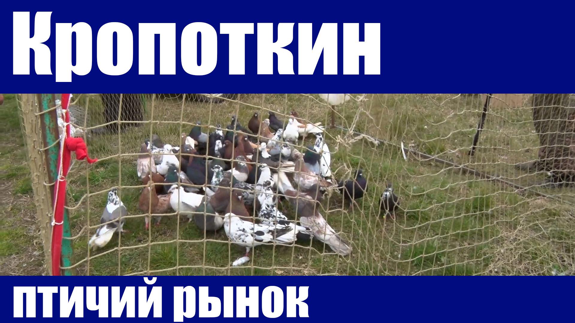 Птичий рынок. Кропоткин. Часть 5. [27.03.2022] смотреть онлайн