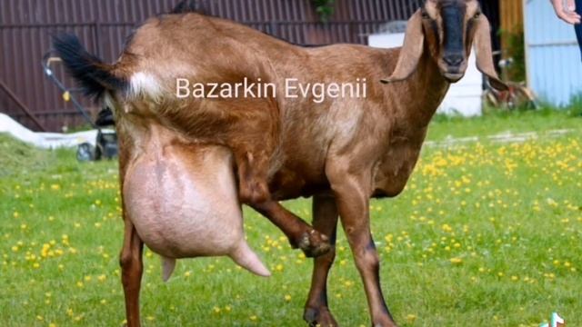 наши племенные, англо нубийские козы ?#нубийскиекозы #козы #англонубийскиекозы
