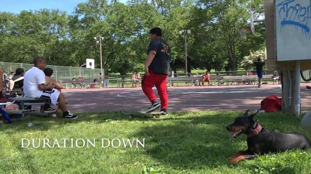 Slatington Dog Trainers ||| OLK9 Lehigh Valley ||| 11 Month Old Doberman, Vega смотреть онлайн
