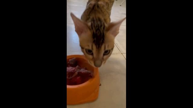 VLOG: Новая стрижка /Ленивая ачма /Еду в Москву есть раков /"Менделейка" опыт смотреть онлайн