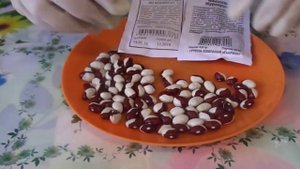 Посев в открытый грунт  сухими семенами бобовых культур   гороха, бобов и фасоли