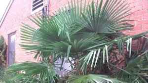 Palm plantings around Willingboro, NJ