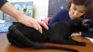 Черный ориентал, экстремального типа. ВыставкаКошекЕкатеринбург14.12.19. Судья Дрожжина