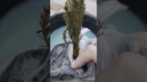 Обработка хвойных растений перед посадкой.