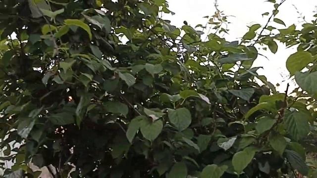 Актинидия коломикта . Aktinidia Kolomikta .
