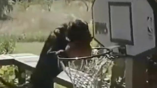 сабака прикольно играет в баскетбол смотреть онлайн