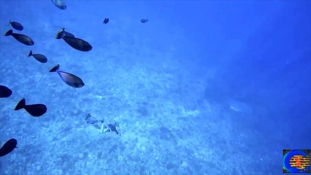 Удивительные  факты  Мира «Морской  фауны»  в 2К - 2560х1440 красивых  мест  "Побережья  Океана".!!