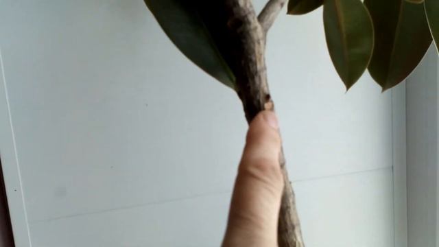 Обзор цветов на рабочем месте 04.03.2021 смотреть онлайн