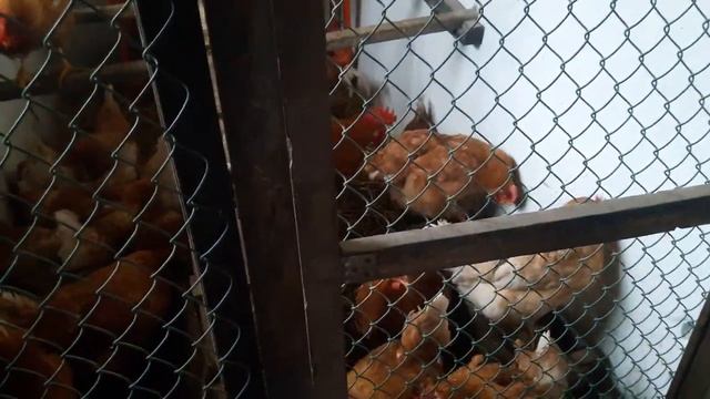 Чем дёшево кормить кур//Корм из птичего пера//Перо в корм для кур и уток смотреть онлайн